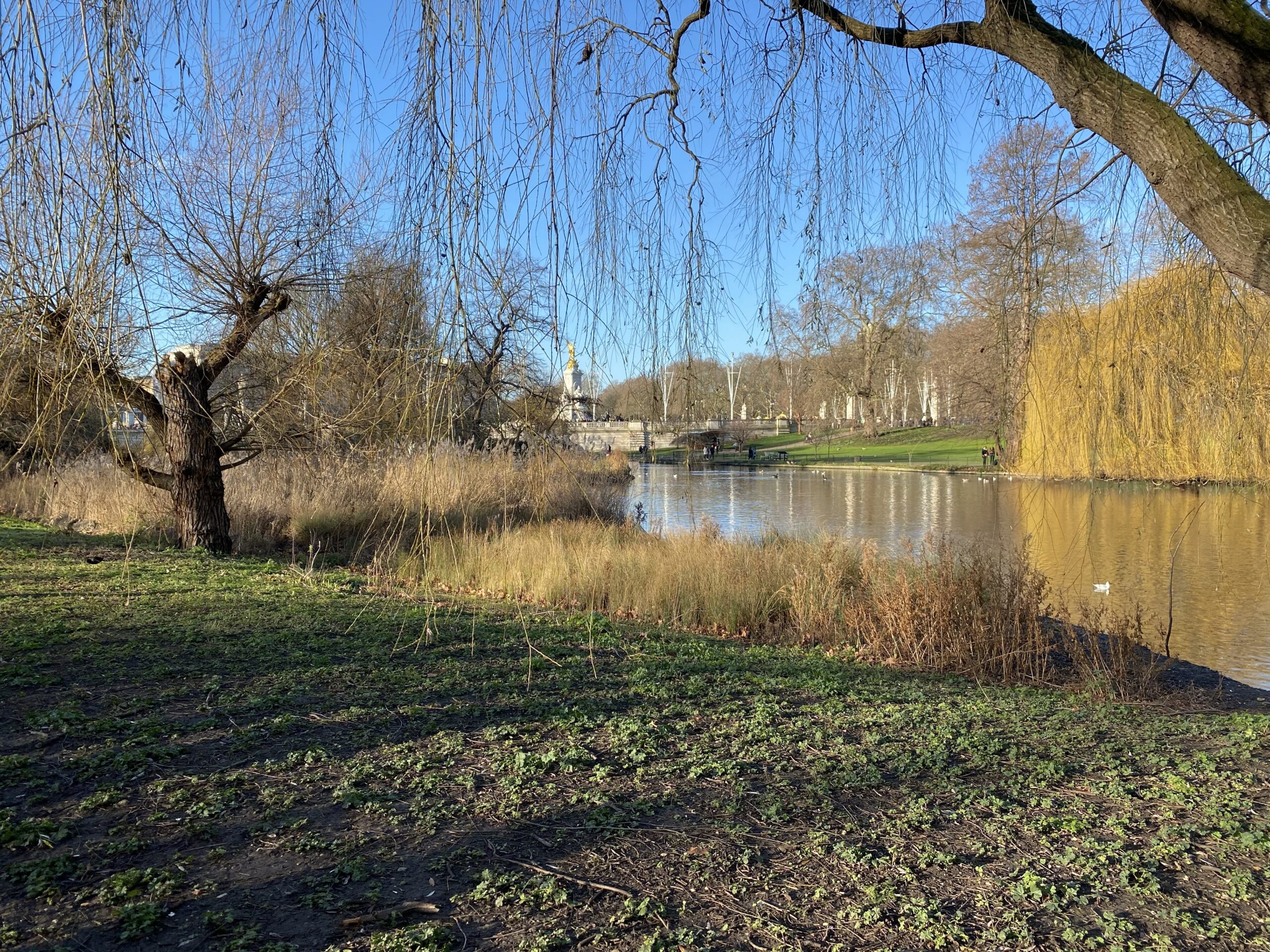 St. James's Park meer met treurwilgen en eenden in de winter