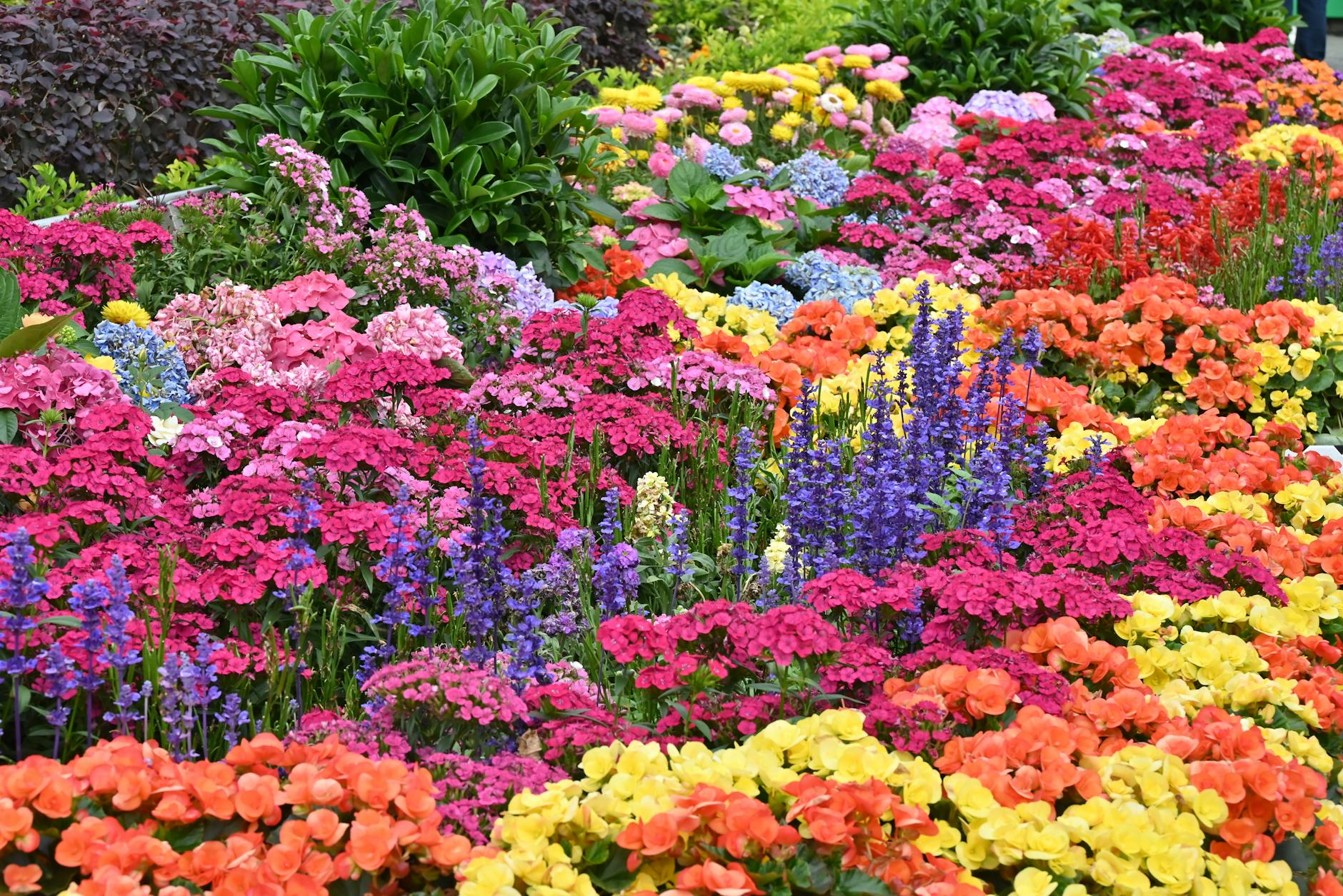 Kleurrijke tuinen op de Chelsea Flower Show