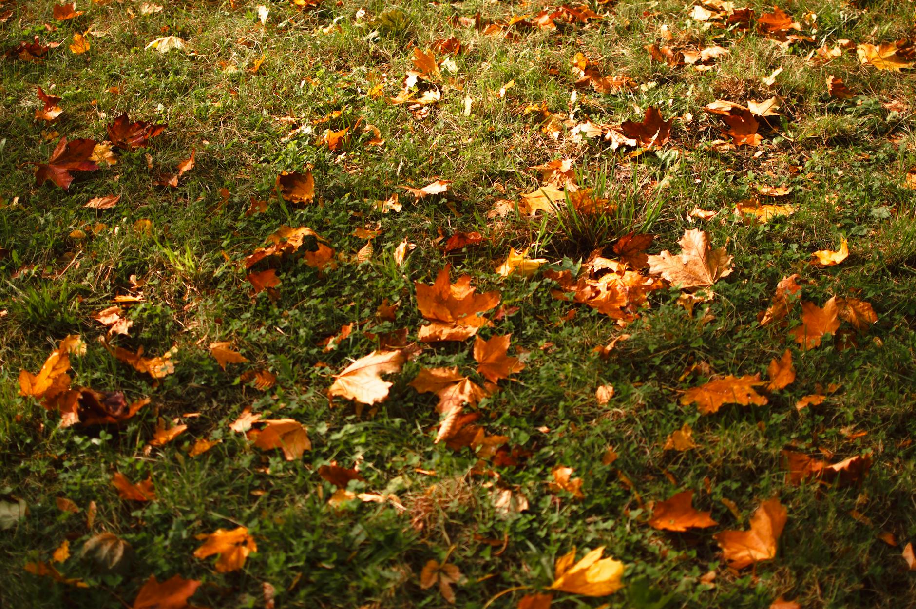 Londen in de herfst met gouden bladeren in het park
