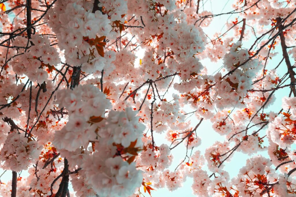 Lente in Londen met eerste kersenbloesems roze bomen