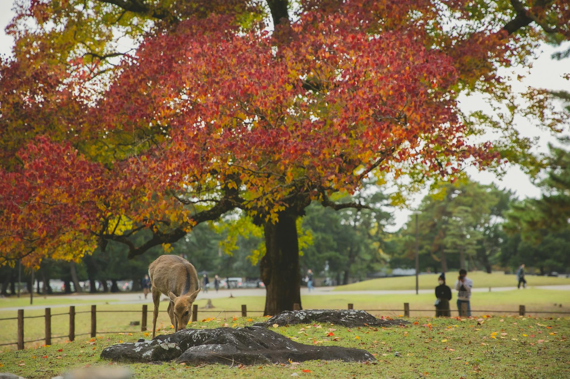 Herfst in Richmond Park met herten en gouden bladeren
